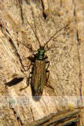 Oedemera nobilis